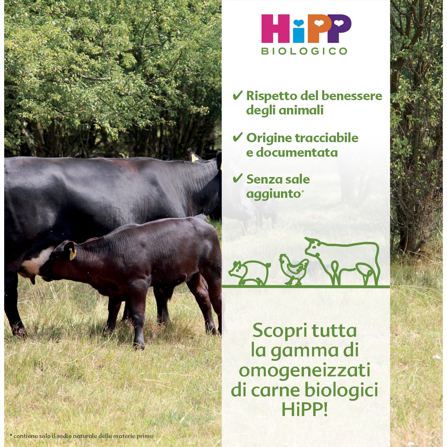 Black calf nurses from its mother in a lush green pasture promoting HiPP organic meat baby food. 
