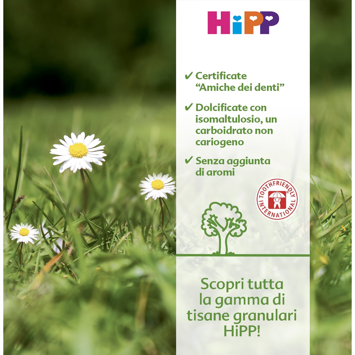 Hipp - Camomilla: Confezione 200 gr
